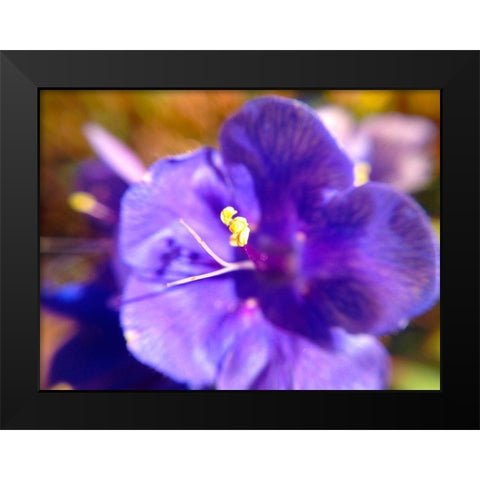 Purple Bloom I Black Modern Wood Framed Art Print by Grayscale