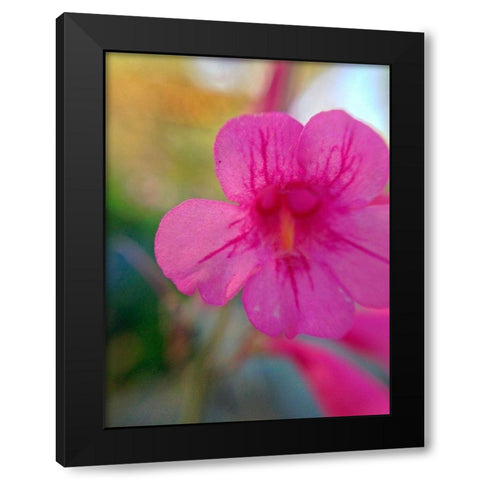 Pink Bloom I Black Modern Wood Framed Art Print by Grayscale