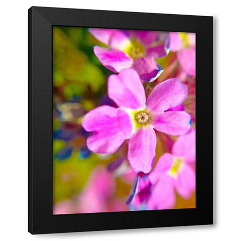 Pink Bloom II Black Modern Wood Framed Art Print by Grayscale
