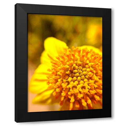 Yellow Cluster I Black Modern Wood Framed Art Print by Grayscale