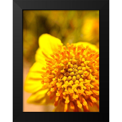 Yellow Cluster I Black Modern Wood Framed Art Print by Grayscale
