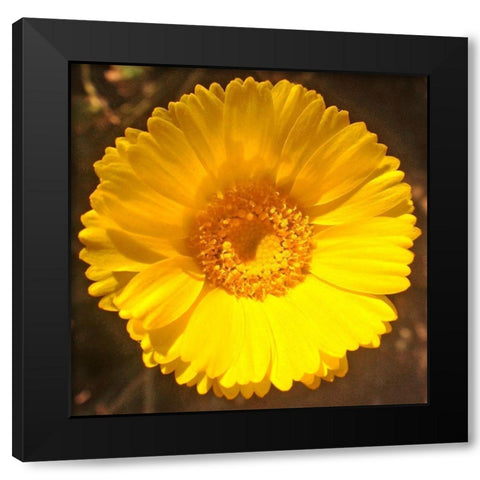Yellow Cluster II Black Modern Wood Framed Art Print by Grayscale