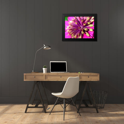 Pink Cluster III Black Modern Wood Framed Art Print by Grayscale