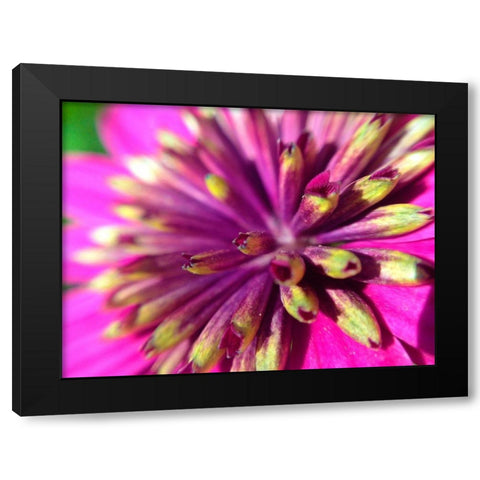 Pink Cluster III Black Modern Wood Framed Art Print with Double Matting by Grayscale