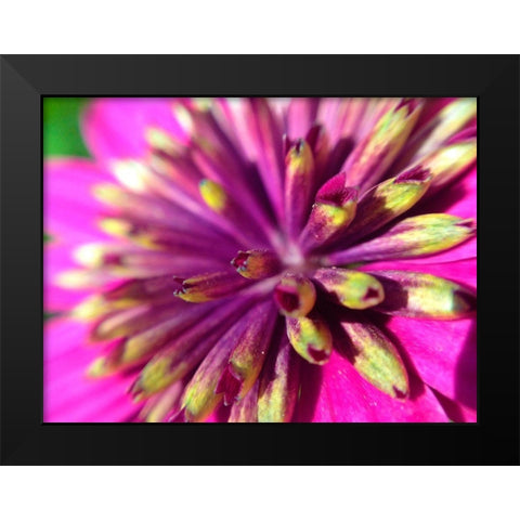 Pink Cluster III Black Modern Wood Framed Art Print by Grayscale