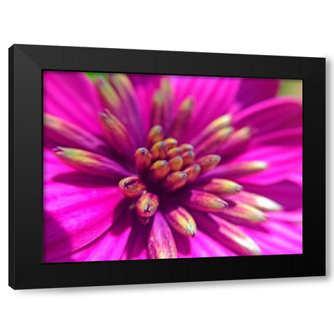 Pink Cluster IV Black Modern Wood Framed Art Print by Grayscale