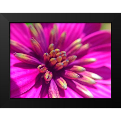 Pink Cluster IV Black Modern Wood Framed Art Print by Grayscale
