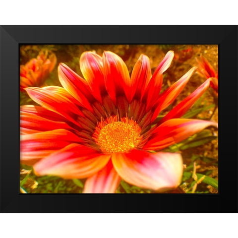 Candy Striped Bloom I Black Modern Wood Framed Art Print by Grayscale