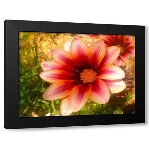 Candy Striped Bloom III Black Modern Wood Framed Art Print by Grayscale