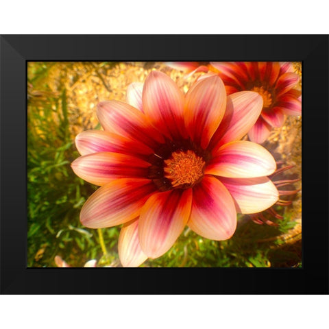 Candy Striped Bloom III Black Modern Wood Framed Art Print by Grayscale