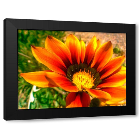 Candy Striped Bloom IV Black Modern Wood Framed Art Print by Grayscale