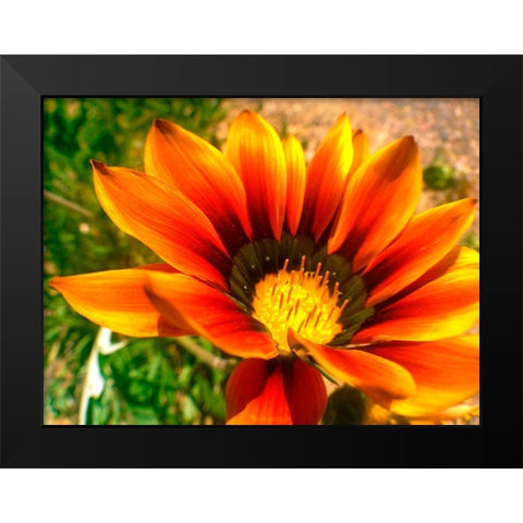 Candy Striped Bloom IV Black Modern Wood Framed Art Print by Grayscale