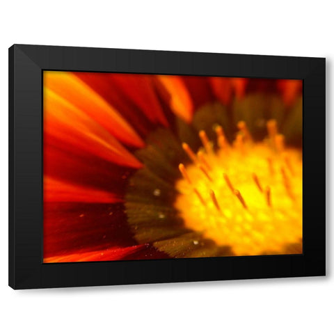 Candy Striped Bloom V Black Modern Wood Framed Art Print by Grayscale