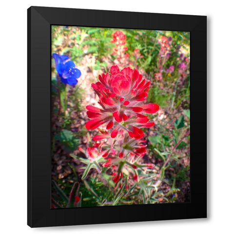 Wildflower Field II Black Modern Wood Framed Art Print by Grayscale