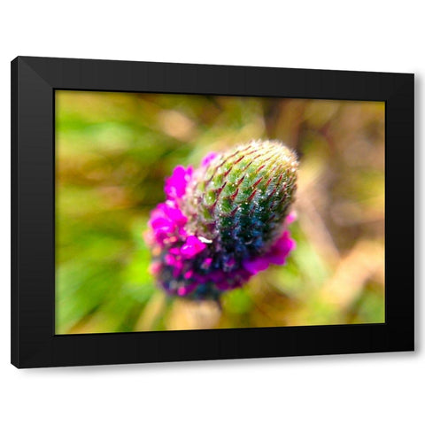 Pink Bloom III Black Modern Wood Framed Art Print by Grayscale