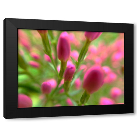 Natural Lollypops Black Modern Wood Framed Art Print by Grayscale