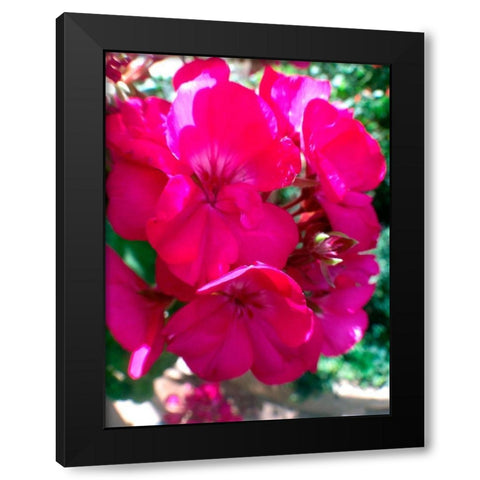 Red Begonias I Black Modern Wood Framed Art Print with Double Matting by Grayscale