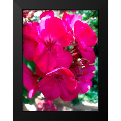 Red Begonias I Black Modern Wood Framed Art Print by Grayscale