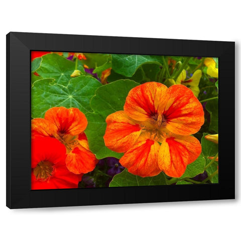Orange Blooms I Black Modern Wood Framed Art Print with Double Matting by Grayscale