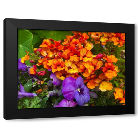 Orange and Purple Blooms I Black Modern Wood Framed Art Print by Grayscale
