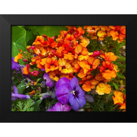 Orange and Purple Blooms I Black Modern Wood Framed Art Print by Grayscale