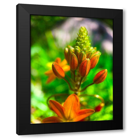 Orange Blooms II Black Modern Wood Framed Art Print with Double Matting by Grayscale