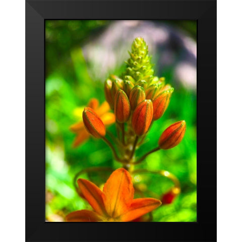 Orange Blooms II Black Modern Wood Framed Art Print by Grayscale