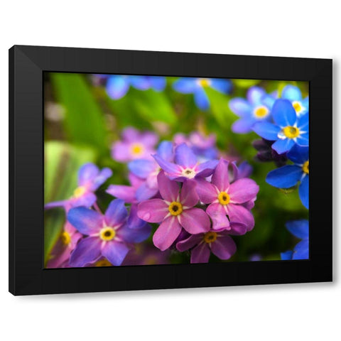 Blue and Purple Blooms I Black Modern Wood Framed Art Print with Double Matting by Grayscale