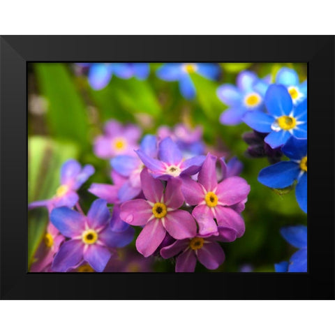 Blue and Purple Blooms I Black Modern Wood Framed Art Print by Grayscale