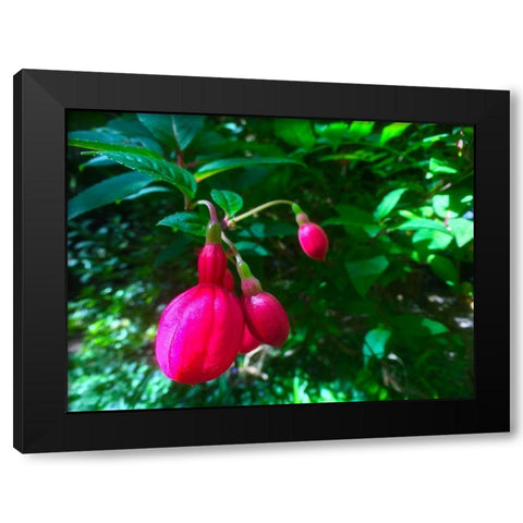 Red Bulbs I Black Modern Wood Framed Art Print by Grayscale