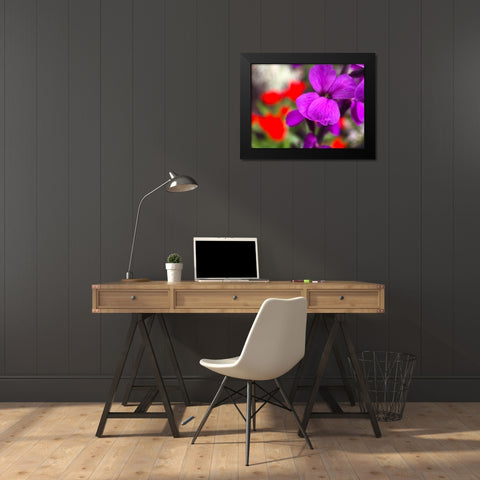 Red and Purple Blooms I Black Modern Wood Framed Art Print by Grayscale