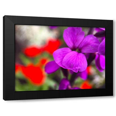 Red and Purple Blooms I Black Modern Wood Framed Art Print with Double Matting by Grayscale