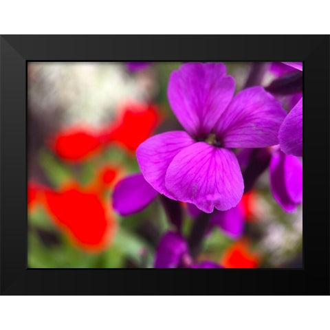 Red and Purple Blooms I Black Modern Wood Framed Art Print by Grayscale