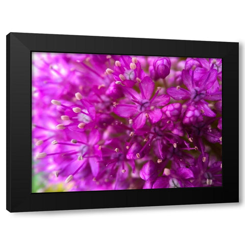 Purple Cluster III Black Modern Wood Framed Art Print with Double Matting by Grayscale