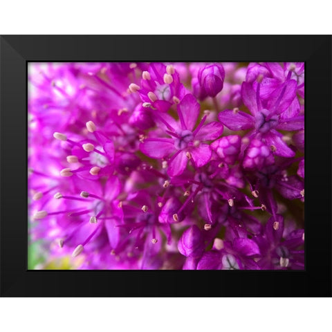 Purple Cluster III Black Modern Wood Framed Art Print by Grayscale