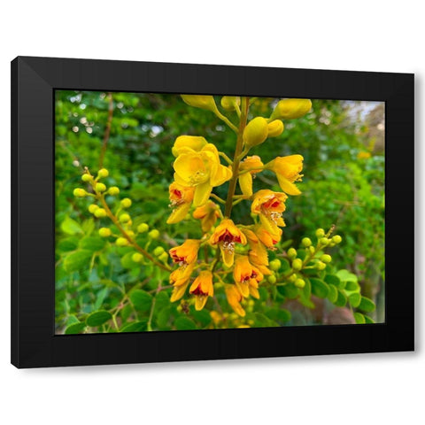 Yellow Blooms III Black Modern Wood Framed Art Print by Grayscale