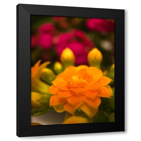 Yellow Blooms V Black Modern Wood Framed Art Print with Double Matting by Grayscale