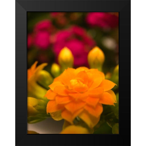 Yellow Blooms V Black Modern Wood Framed Art Print by Grayscale
