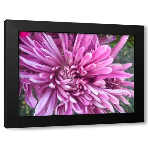 Pink Flowers I Black Modern Wood Framed Art Print with Double Matting by Grayscale