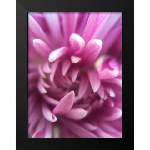 Pink Flower I Black Modern Wood Framed Art Print by Grayscale