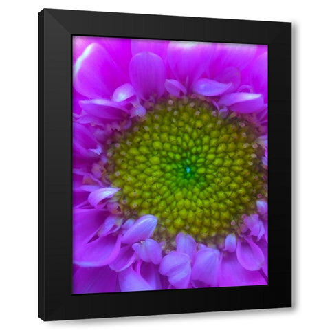 Flower Center I Black Modern Wood Framed Art Print by Grayscale