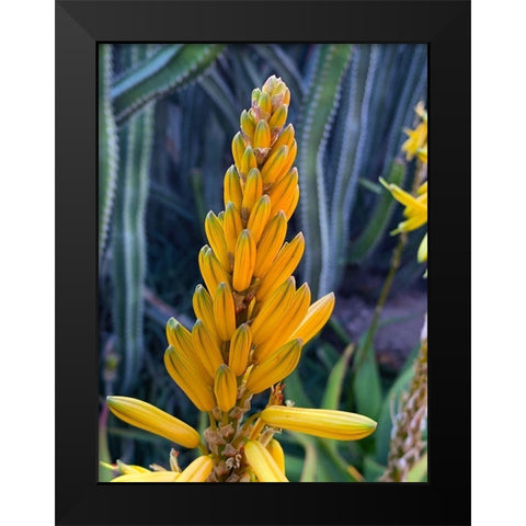 Aloe Blooms II Black Modern Wood Framed Art Print by Grayscale