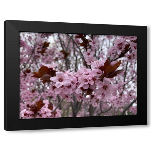 Cherry Blossoms I Black Modern Wood Framed Art Print by Grayscale