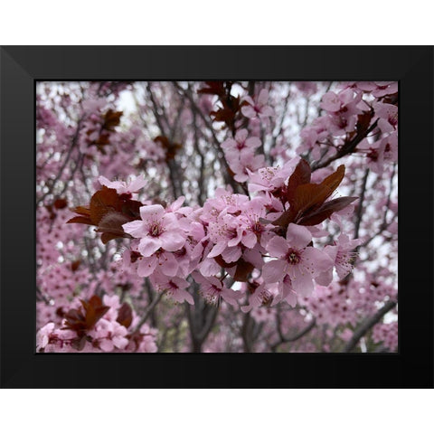 Cherry Blossoms I Black Modern Wood Framed Art Print by Grayscale