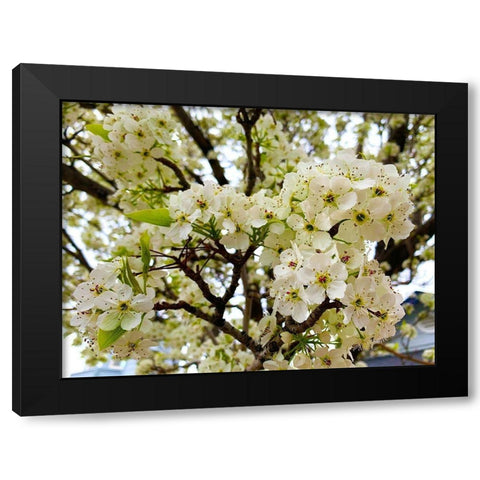 Pear Blossoms I Black Modern Wood Framed Art Print by Grayscale