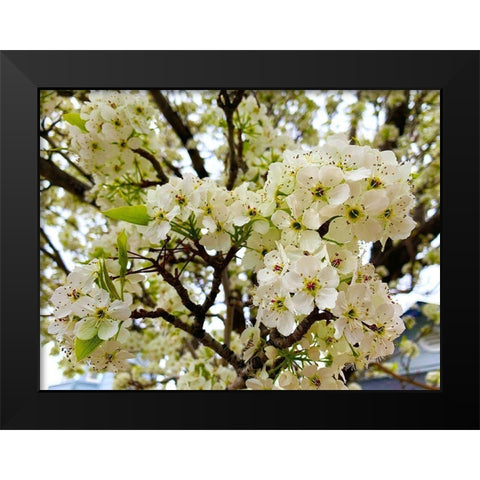 Pear Blossoms I Black Modern Wood Framed Art Print by Grayscale