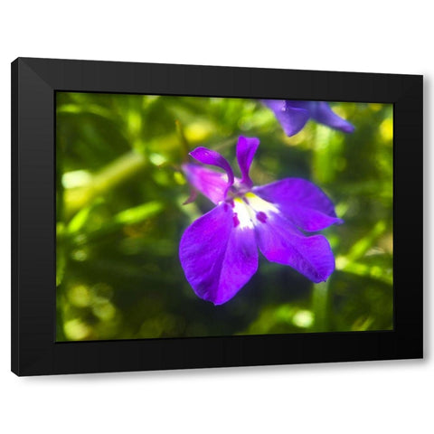 Rosemary Flower I Black Modern Wood Framed Art Print by Grayscale