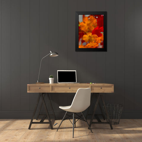 Lantana VII Black Modern Wood Framed Art Print by Grayscale