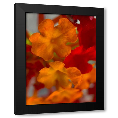 Lantana VII Black Modern Wood Framed Art Print with Double Matting by Grayscale