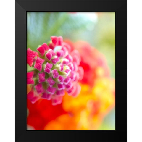 Lantana VIII Black Modern Wood Framed Art Print by Grayscale
